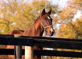Old Friends Offers Tribute to Recently Passed Horses