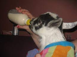 Formula Recipe For Baby Goats 1 Gallon Whole Cow S Milk 1 Can Evaporated Milk 1 Cup Buttermilk 1 Egg Optional Mix Thoro Baby Goats Pygmy Goat Goats