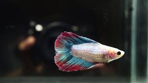 A fish with fin or tail rot will exhibit a variety of symptoms but the most obvious are clumped fins or tail tissue or fin or tail tissue that appears to be disintegrating and disappearing little by little. Live Betta Fish Female Blue Grizzled Red Double Tail Dt 2107 Youtube