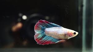 Despite the fact that bettas are often sold in tiny bowls, your betta fish needs a regular aquarium with the proper equipment in order to thrive. Live Betta Fish Female Blue Grizzled Red Double Tail Dt 2107 Youtube