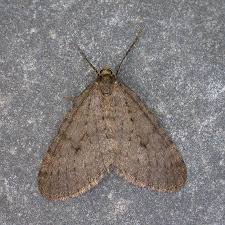 Image result for Operophtera brumata