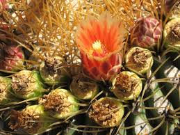 Jelly bean plant, cactus on rocks, cholla and sky. Cactus Free Stock Photos Download 280 Free Stock Photos For Commercial Use Format Hd High Resolution Jpg Images
