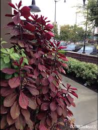 Image result for Synadenium grantii