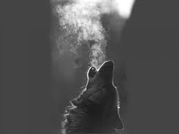 Wolf Breathing Wide Hd 4k Wallpaper Wallpapers Wolf Lobos Animales Frases We hope you enjoy our growing collection of hd images. wolf breathing wide hd 4k wallpaper