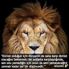 Pin By Poyraz Efe On Poyraz Efe Cats Animals Lion