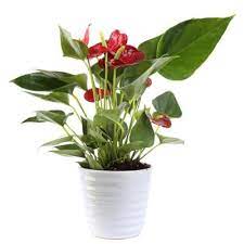 The commercial electric 3 ft. Year Round Once A Week House Plants Indoor Plants The Home Depot