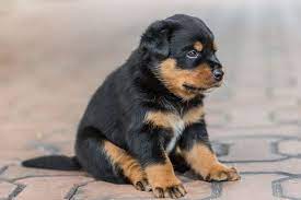 Choose from huge ranges of designs today! Rottweiler Welpen Rottweiler De