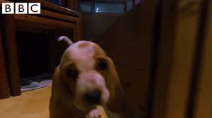 Chasing Basset Hound Gif By Cbbc Find Share On Giphy Looking for basset hounds stickers? chasing basset hound gif by cbbc find