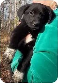 Black And Tan Plott Hound Lab Mix A Lab Coonhound Mix Are You Kidding This Would Be The Sweetest Dog Plus She S Freaking Adorable Lab Mix Puppies Cute Animals Baby Animals