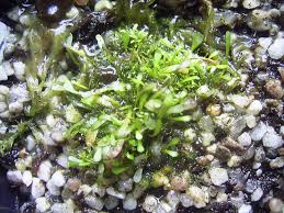 Image result for Genlisea