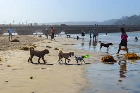Complete Guide To Beaches In Del Mar Lajolla Com