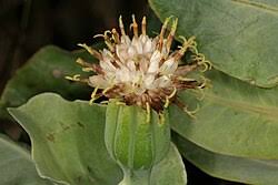 Image result for Lopholaena dolichopappa