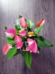 花がきれいな観葉植物 アンスリウムの育て方 In Natural Style