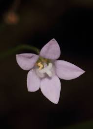 Image result for Wahlenbergia androsacea
