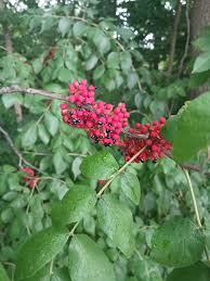 Image result for Zanthoxylum sp. A