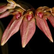 Image result for Bulbophyllum vulcanicum