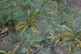 Image result for Prosopis glandulosa