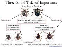 Ticks In Ohio