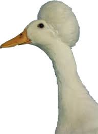Those ducks are called dual purpose ducks. Duck Breeds Guide Photos And Breed Information