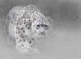 365 Snow Leopard Hd Wallpapers Background Images Wallpaper Abyss Checkout high quality 2560x1600 anime wallpapers for android, pc & mac, laptop, smartphones, desktop and tablets with different resolutions. 365 snow leopard hd wallpapers