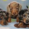 An akc registered breeder of german wirehaired pointers where dogs get the point our versatile gwps that are bred for temperament and hunting ability in field and water alike; 1
