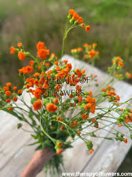 Image result for Emilia juncea