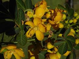 Image result for Senna bicapsularis