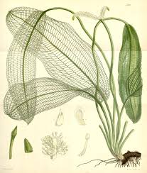 Image result for Aponogetonaceae