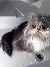 But She Caught Me In The Shower It Wasn T Me Saw Me Playing On The Sofa It Wasn T Me I Even Played In The Shower It Wasn T Me She