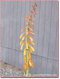 Image result for Kniphofia thomsonii