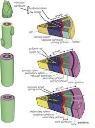 Primary Growth And Secondary Growth Shmoop Biology Primary Growth Biology Plant Science