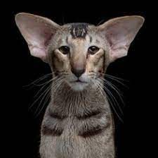 Here you can find oriental and siamese kittens for sale and an information about our cattery and our cats. 9 Oriental Ideas In 2021 Oriental Shorthair Cats Oriental Shorthair Beautiful Cats