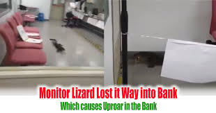 A secret would be revealed when anarkis robbed a dato meor's bank, damofa bank. Monitor Lizard Lost It Way Into Bank Which Cause Uproar In The Bank Everydayonsales Com News