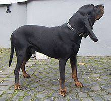 American Foxhound Black And Tan Virginia Foxhound Black And Tan Coonhound Dog Breeds Coonhound Redbone Coonhound