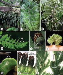 Image result for Hymenophyllum triangulare