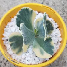 The cotyledon orbiculata cv is an ideal succulent. Cotyledon Orbiculata Var Orbiculata Variegata Cotyledon Orbiculata Var Orbiculata Variegated In Gardentags Plant Encyclopedia