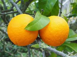 Jenis jeruk sangat beragam dan. Macam Macam Jeruk Dan Jenisnya Lemonology