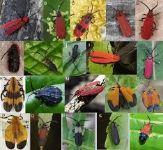 Check spelling or type a new query. Conspicuousness Phylogenetic Structure And Origins Of Mullerian Mimicry In 4000 Lycid Beetles From All Zoogeographic Regions Scientific Reports