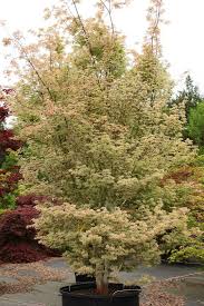 Maple) this beautiful and unusual snakebark maple has excellent cream and pink variegated foliage that is not as prone to scorch as some variegated maples. Acer Palmatum Ukigumo Acer Palmatum Japanese Garden Style Japanese Garden Design
