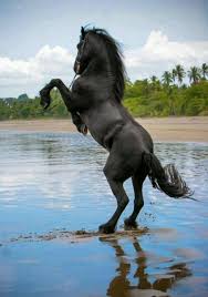 Black And White Horse Names Female 70 Unique Horse Names Horse Breeds Horses Friesian Horse