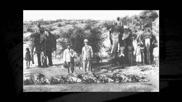 History of Tiger Hunting in South Asia | Tigers and the Empire: A History of Hunting and Resistance | The Daily Star