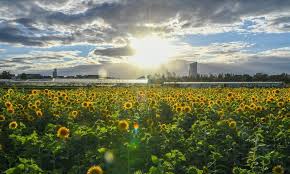 Am martinszehnten 15 60437 frankfurt am main. Sunflowers Bloom In Frankfurt Germany Global Times