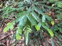 Image result for Anisophylleaceae