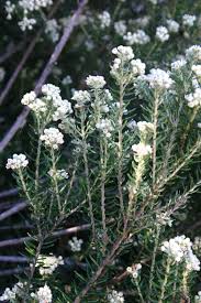 Image result for Phylica