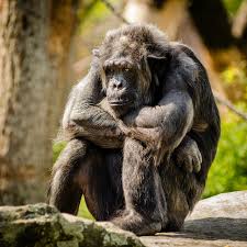 Could You Beat A Chimpanzee At Rock Paper Scissors Plants And Animals