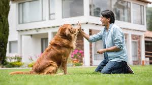 Pros and cons of getting a dog. Pros And Cons Of Adopting Adult And Puppy Dogs