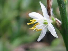 Image result for Chlorophytum macrophyllum