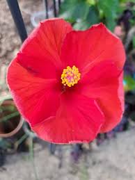 Image result for Hibiscus kirkii