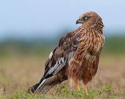 Birds Of Prey Western North Carolina Western Marsh Harriers Are Found Across Temperate And Subtropical W Eurasia And Adjacent Africa Wild Birds World Birds Harrier