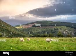 Farm sheep trees hi-res stock photography and images